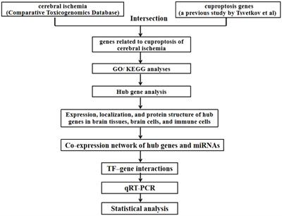 Identification of potential biomarkers of cuproptosis in cerebral ischemia